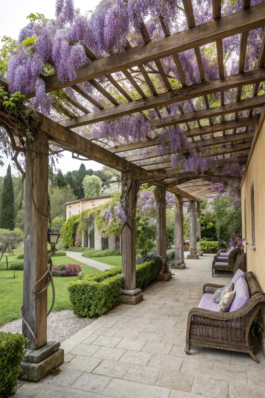 A wooden pergola adorned with wisteria provides an elegant shaded area in the courtyard.