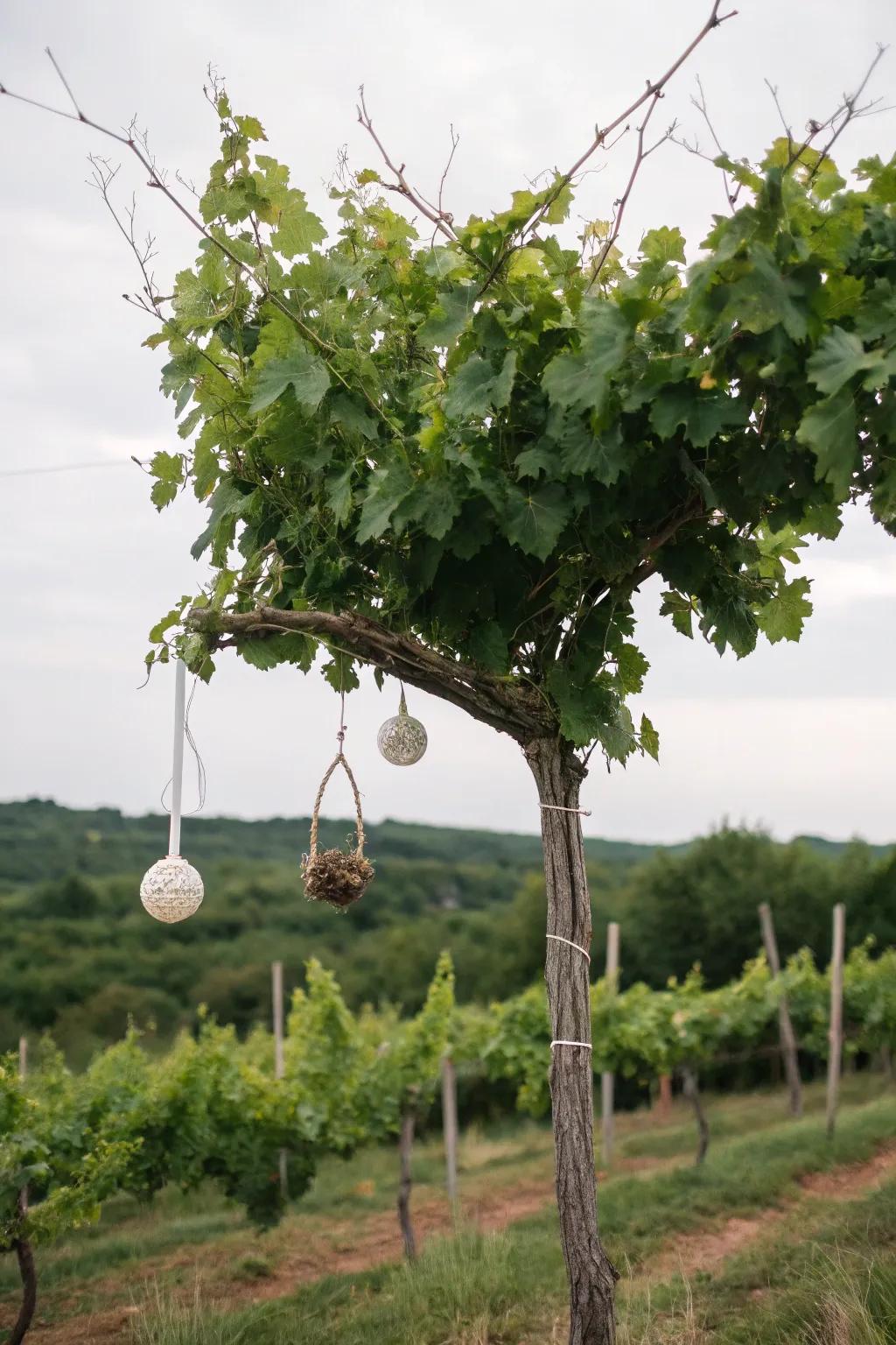 An environmentally conscious adorned grapevine tree, underscoring unprocessed aesthetic appeal.