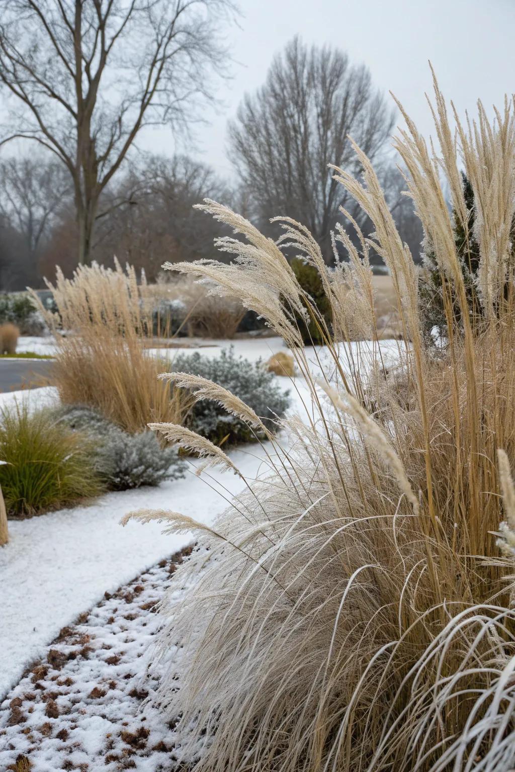 Winter-hardy grasses keep the garden vibrant year-round.