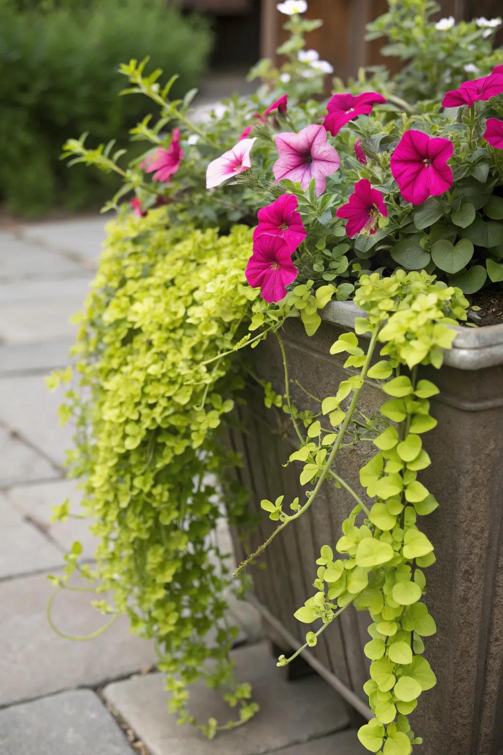 Creeping Jenny creates a golden carpet, complementing petunias beautifully.