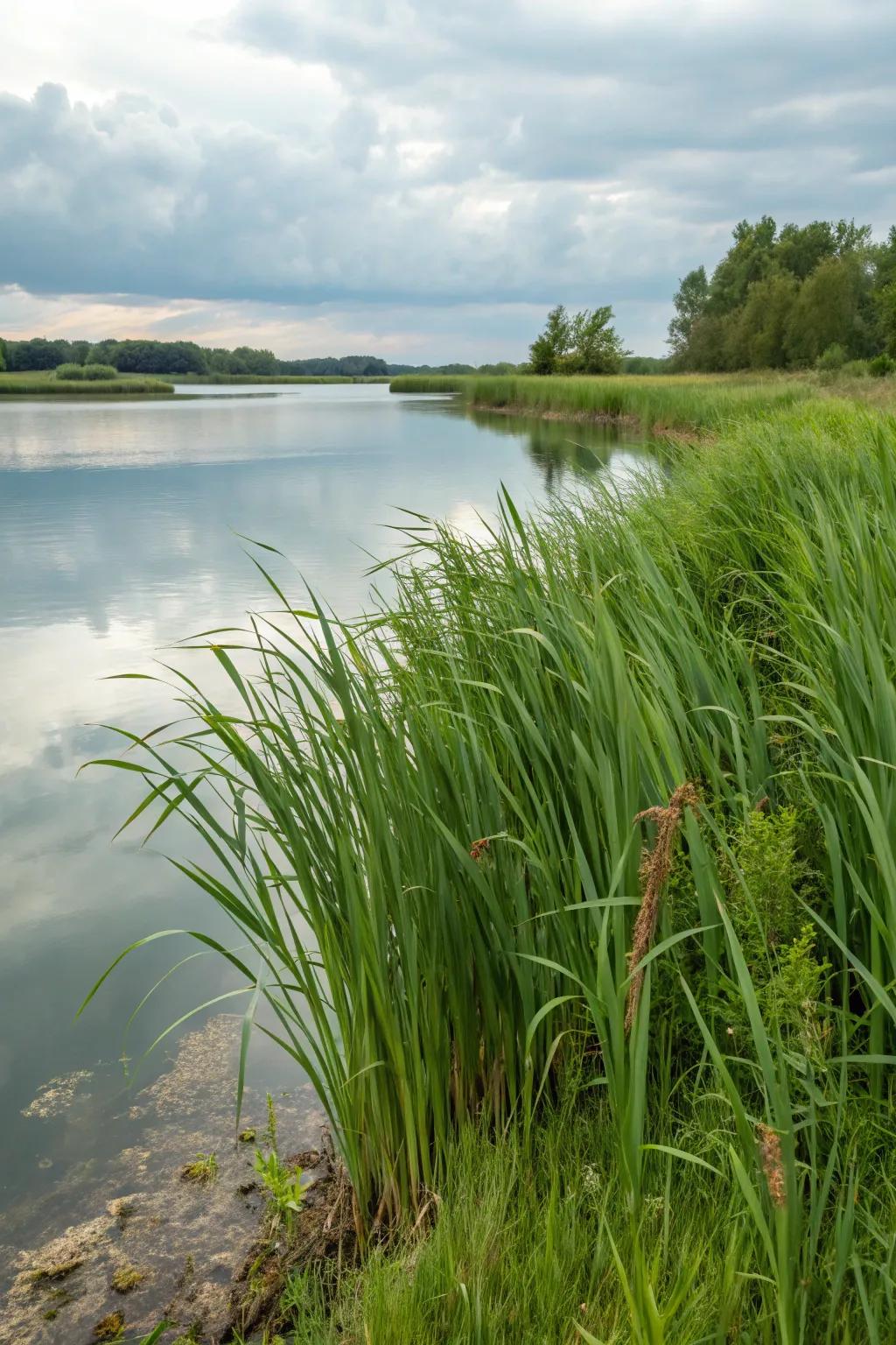 Aquatic Whispers Sedge enhancing a water feature.