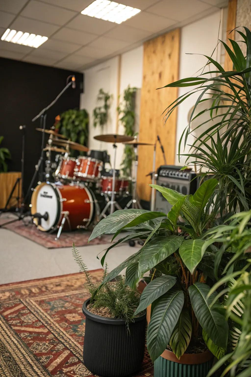 Indoor plants can enhance the ambiance and freshness of your drum room.