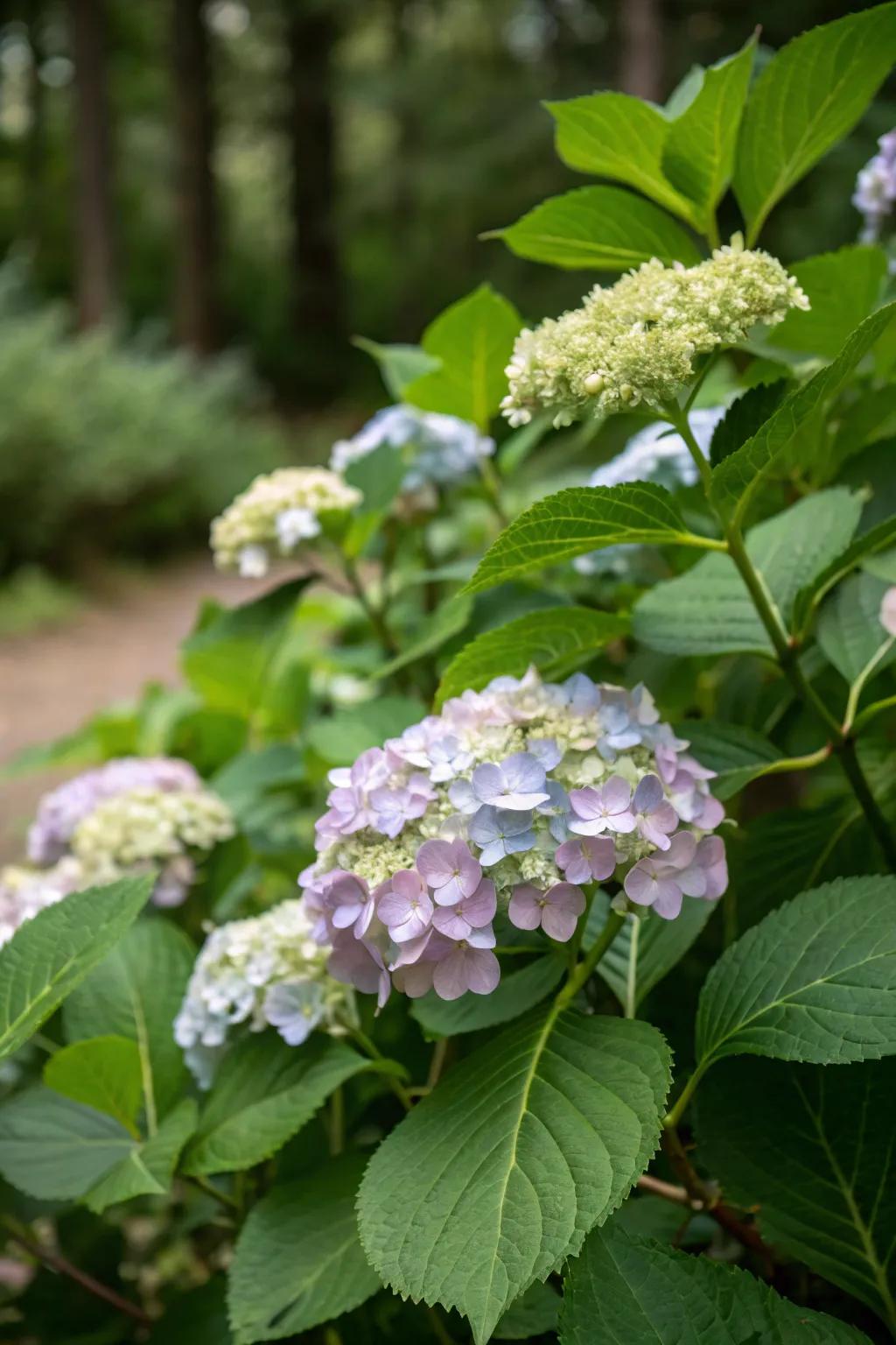 Snowdrift Summer Bloom contributing summer sophistication.