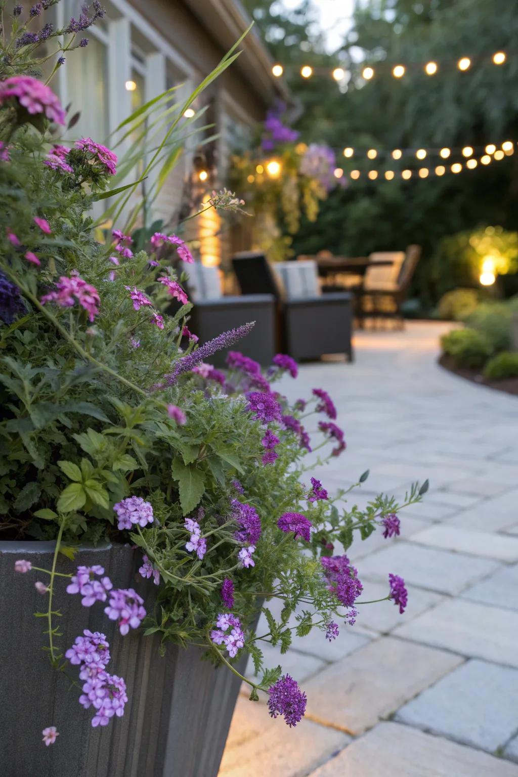 Verbena and butterfly bush make a stunning pair in a container garden.