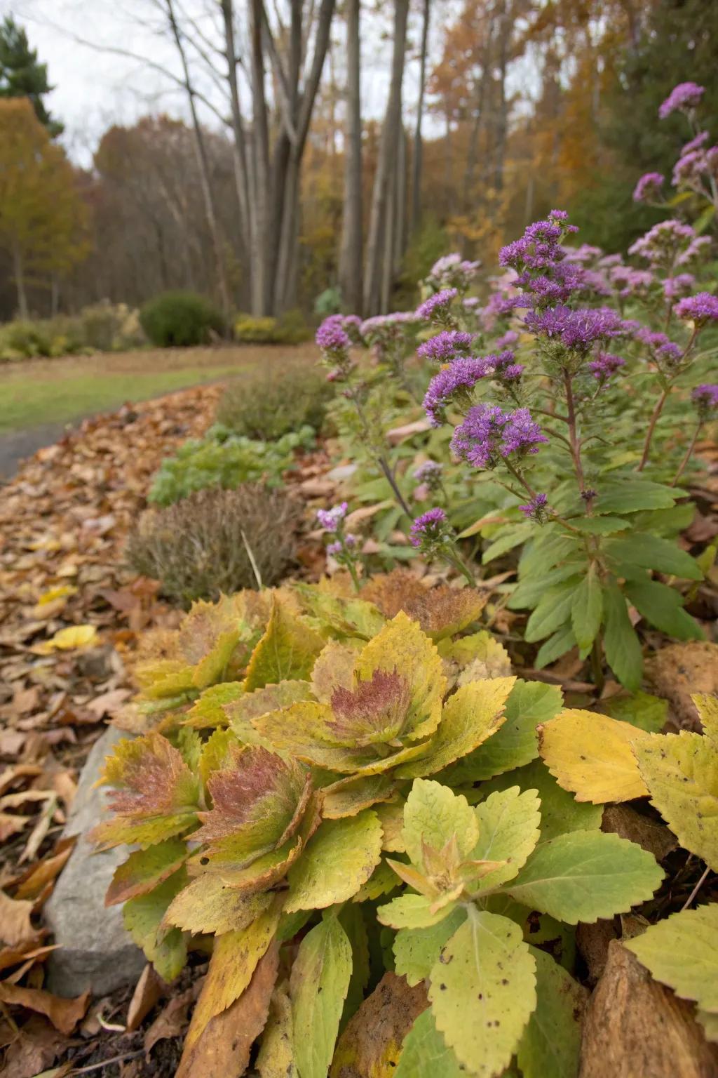 Autumn stonecrop and butterfly bush bring a touch of fall magic.