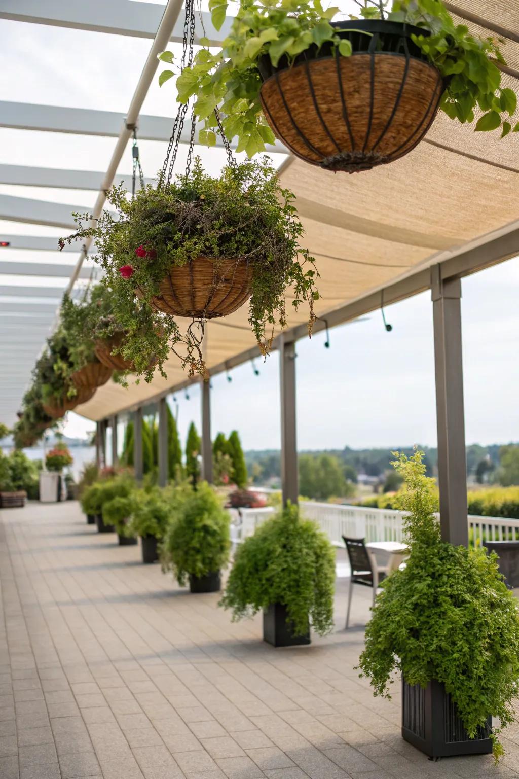 Hanging baskets create a living canopy over patios.