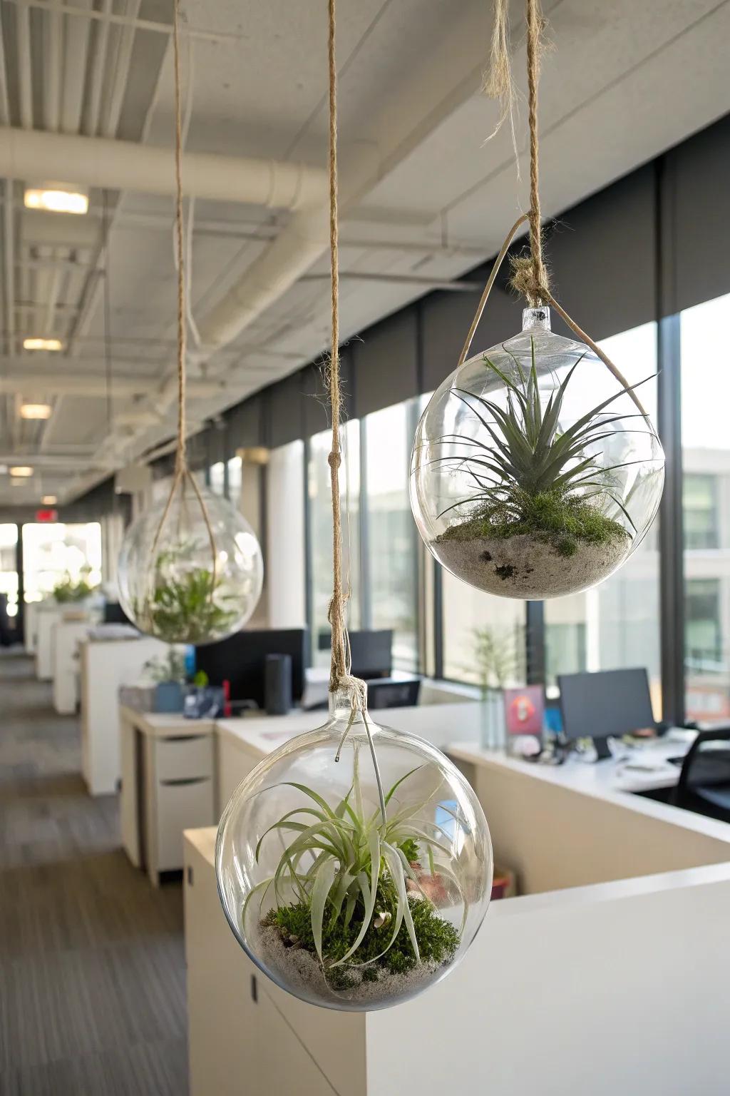 Craft minimalist displays with versatile air plants.