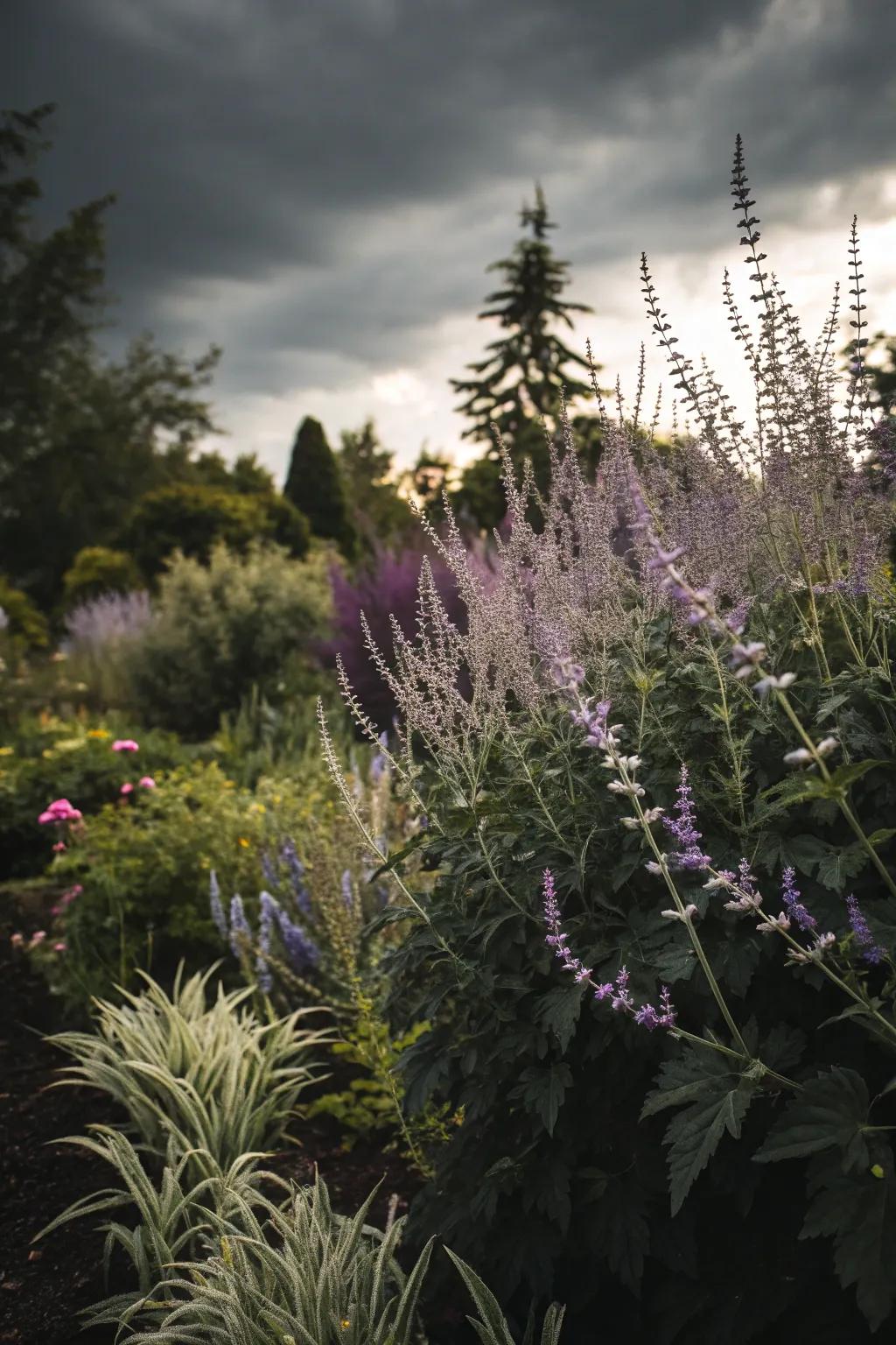 A moody garden where Silver Queen meets dark foliage.