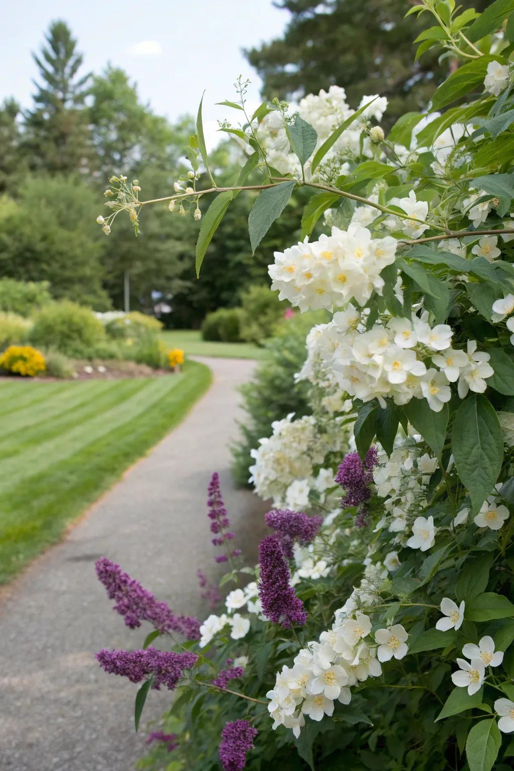 Mock orange and butterfly bush create a delightful sensory garden.