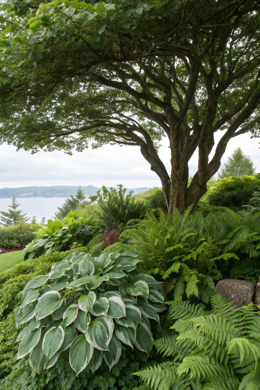 Shade-loving plants like hostas create a lush setting beneath this tree.