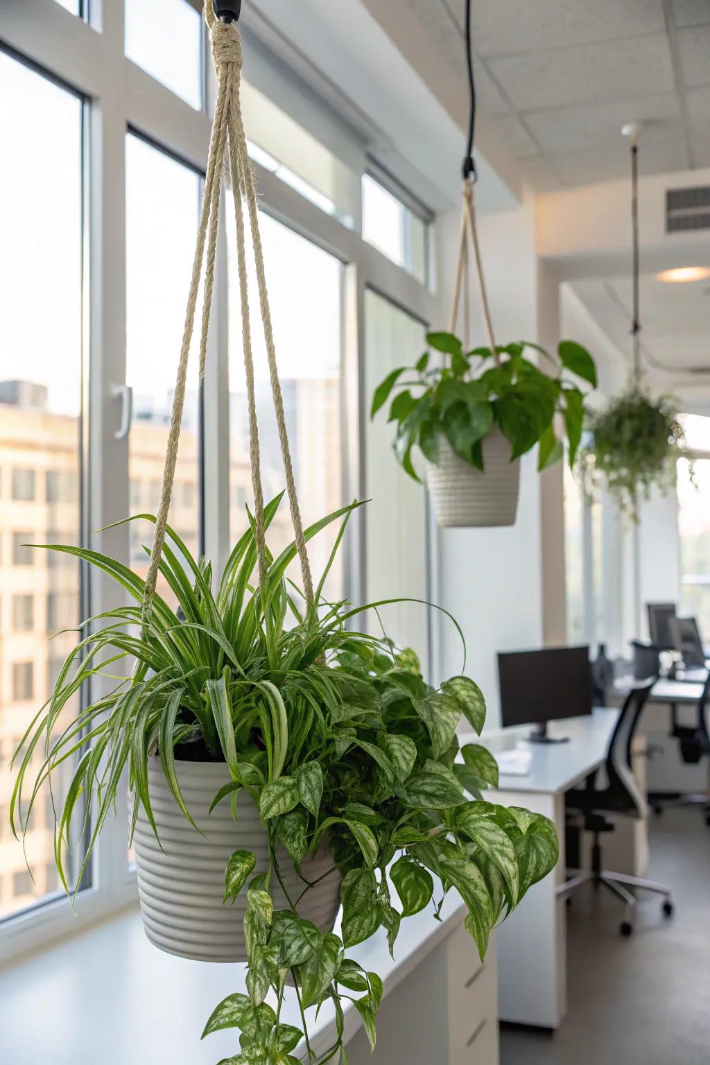 Take advantage of vertical space with fashionable suspended pots.
