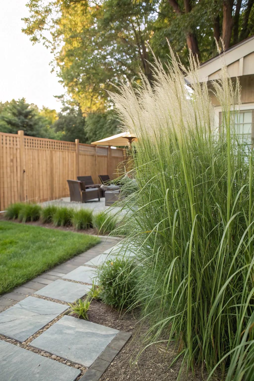 Feather Reed Grass forms a tall, graceful privacy screen.