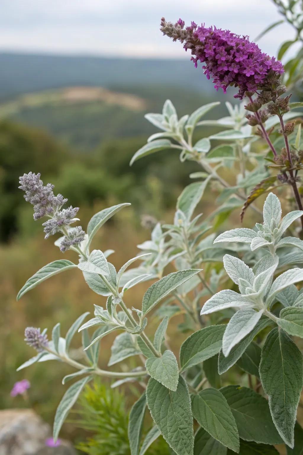 Mountain mint and butterfly bush create a stunning silver and purple display.