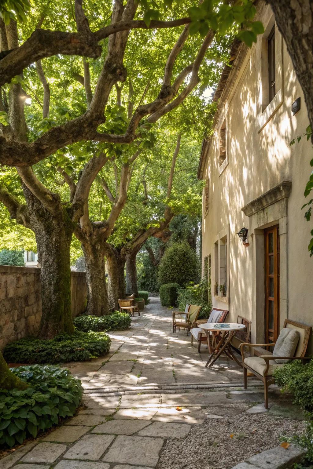 Mature trees create a naturally shaded and inviting courtyard space.