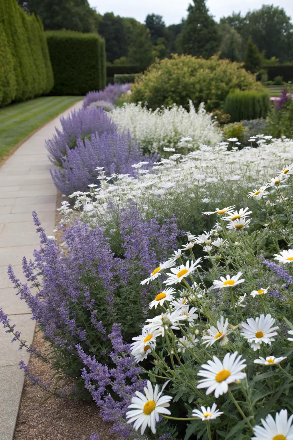 A timeless garden scene featuring Silver Queen and classic purity daisies.