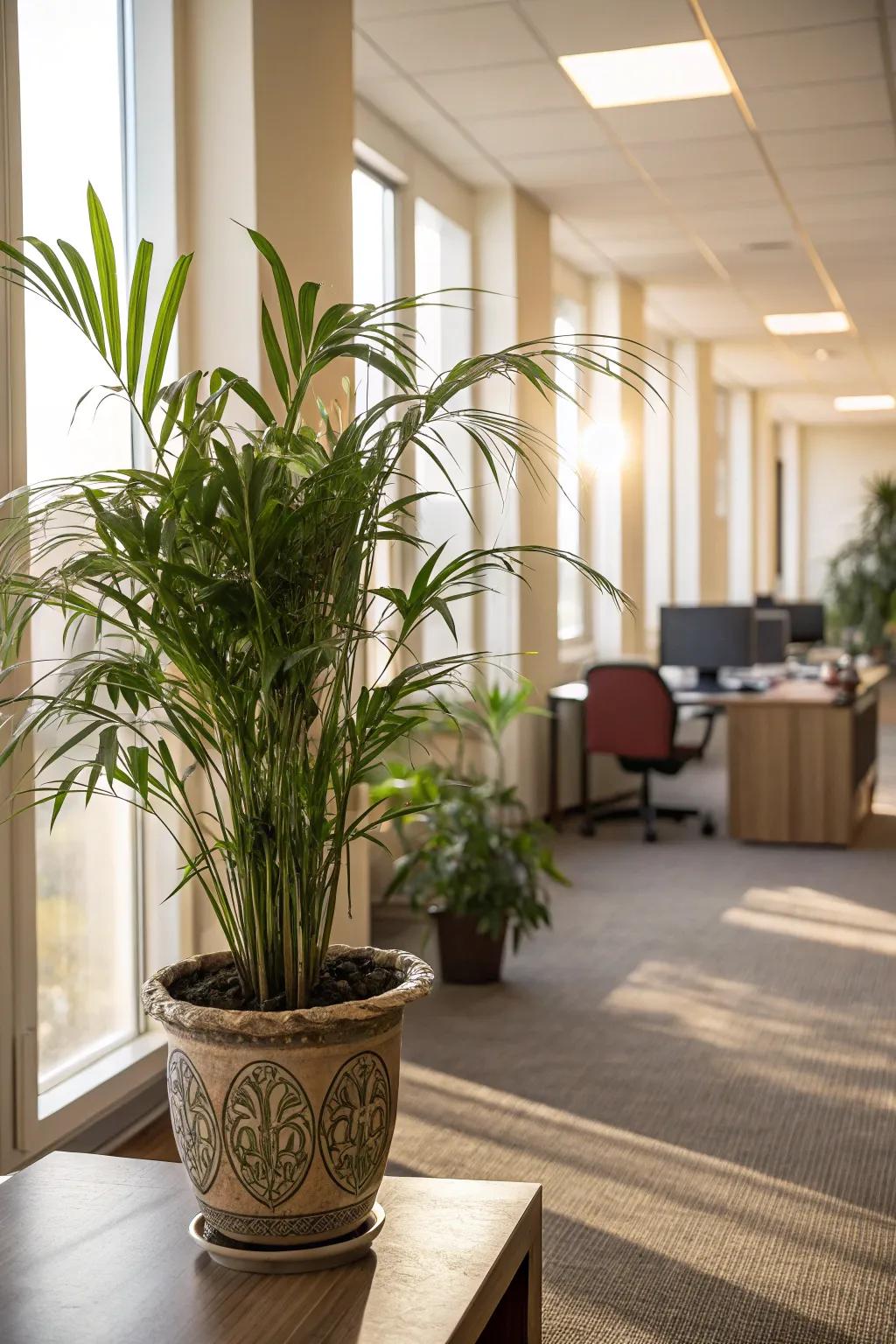 Add tropical charm with Miniature Fan Palms.