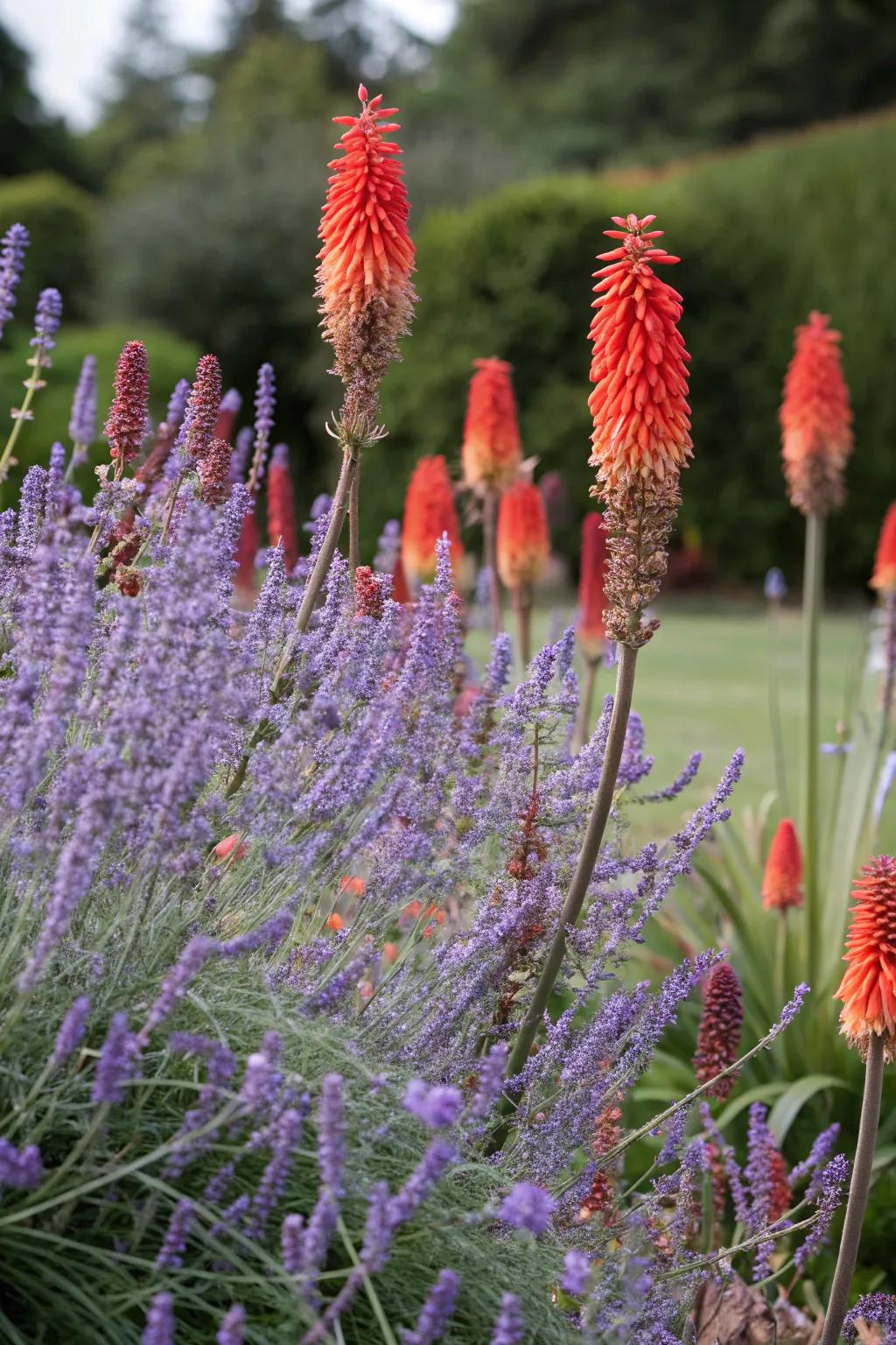 A dramatic garden duo: Silver Queen meets striking ember torches.