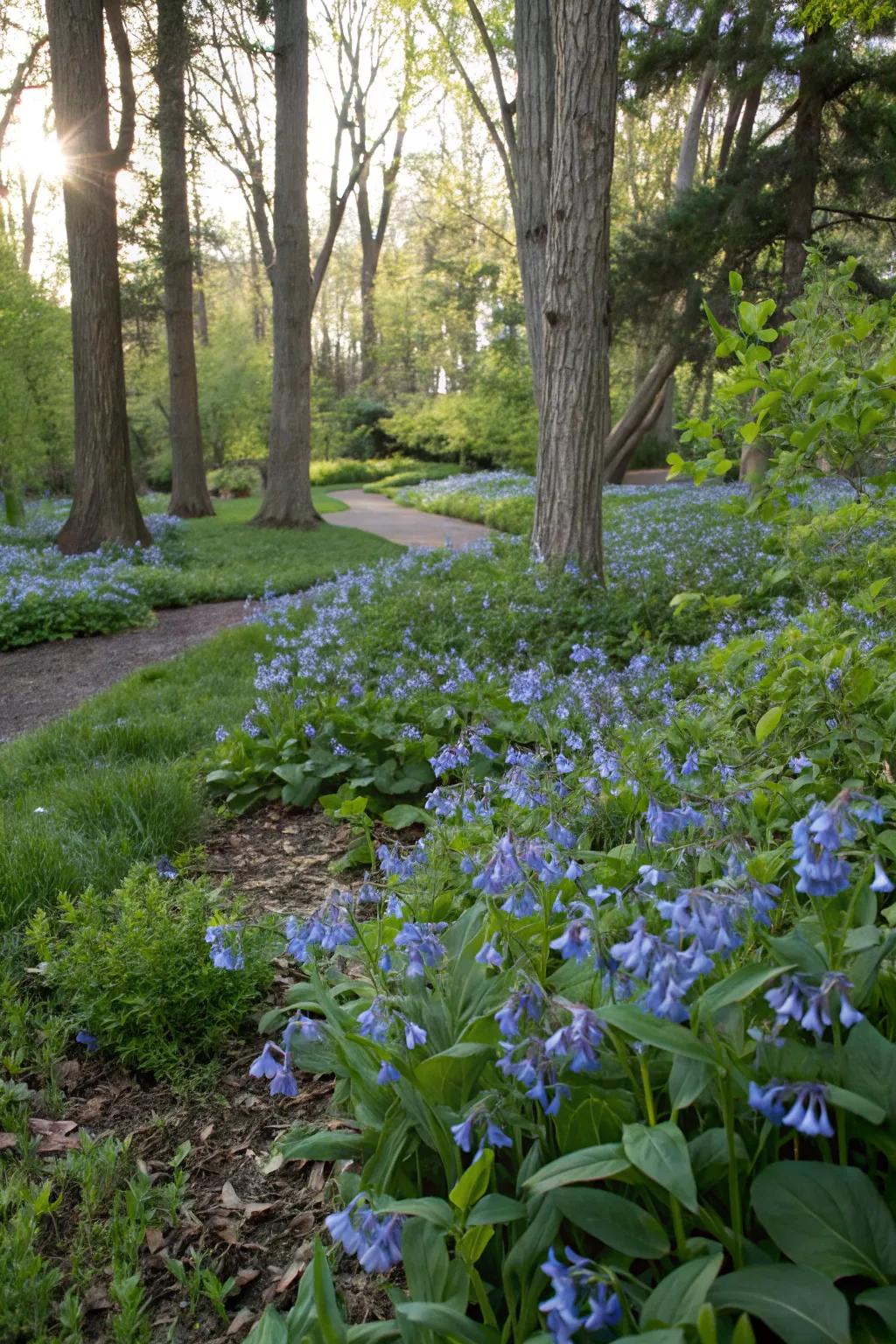 Azure Forest Bells lending charm to shaded gardens.