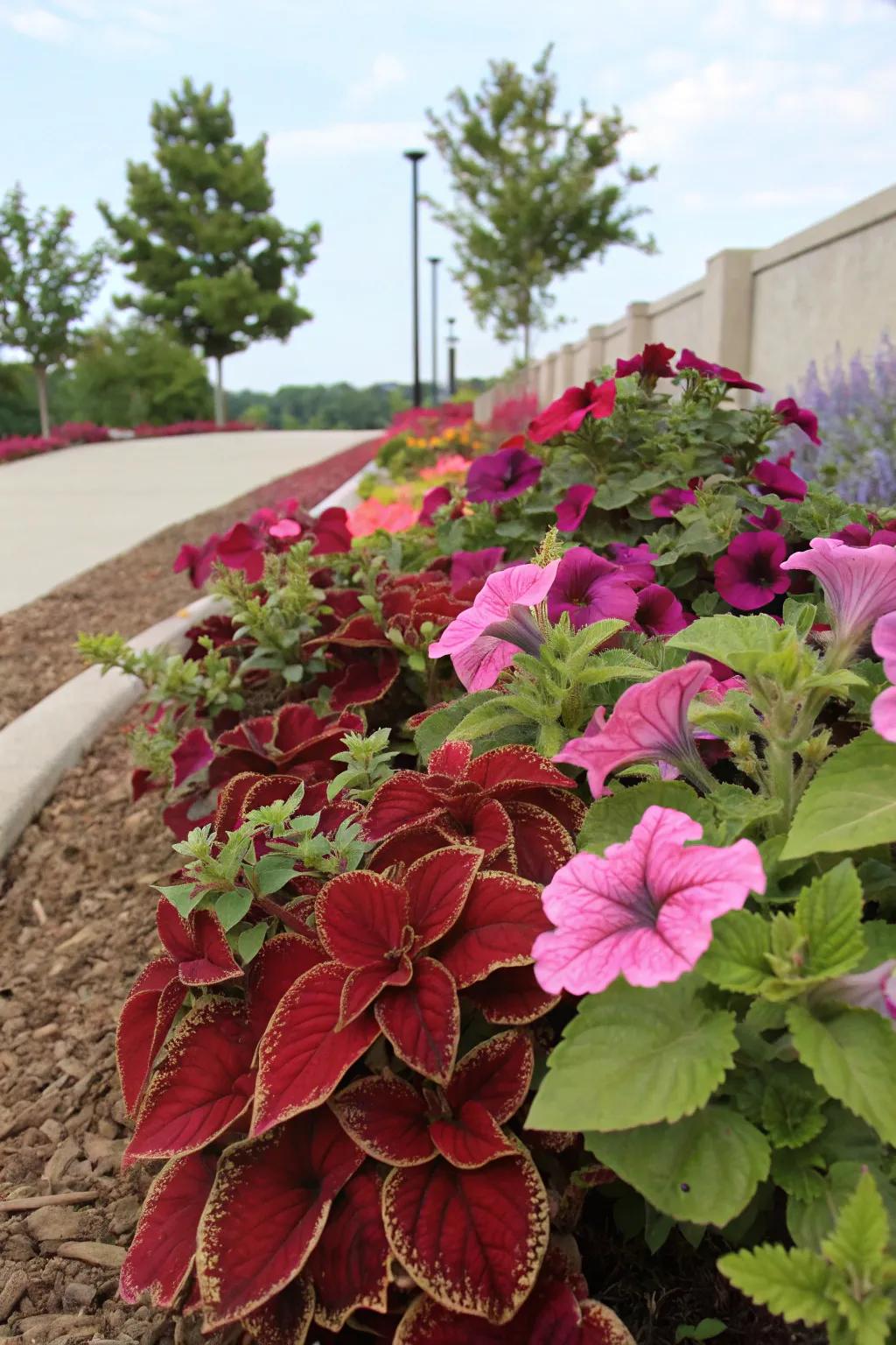 Coleus adds a dramatic foliage contrast to blooming petunias.