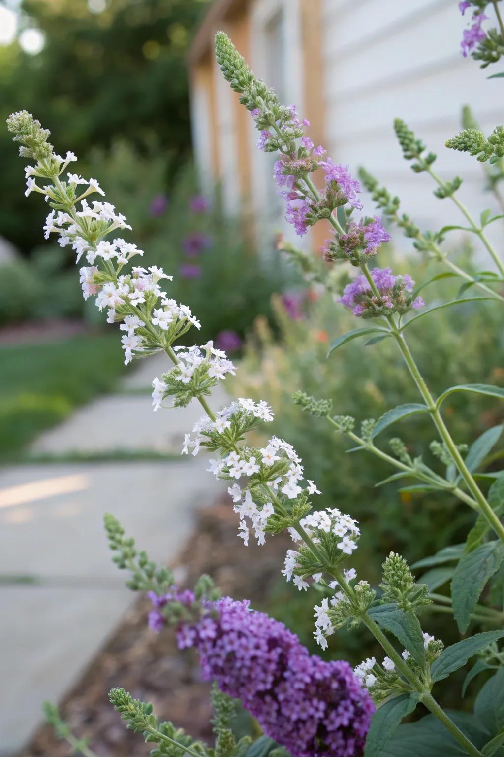 Calamint provides a fragrant complement to the butterfly bush.