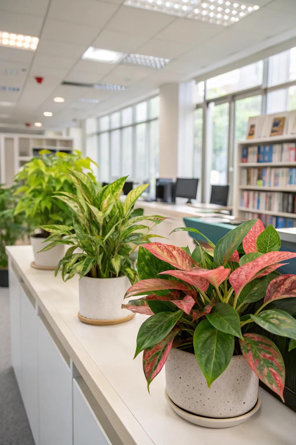 Add color using bright leafy plants such as Striped Beauty.