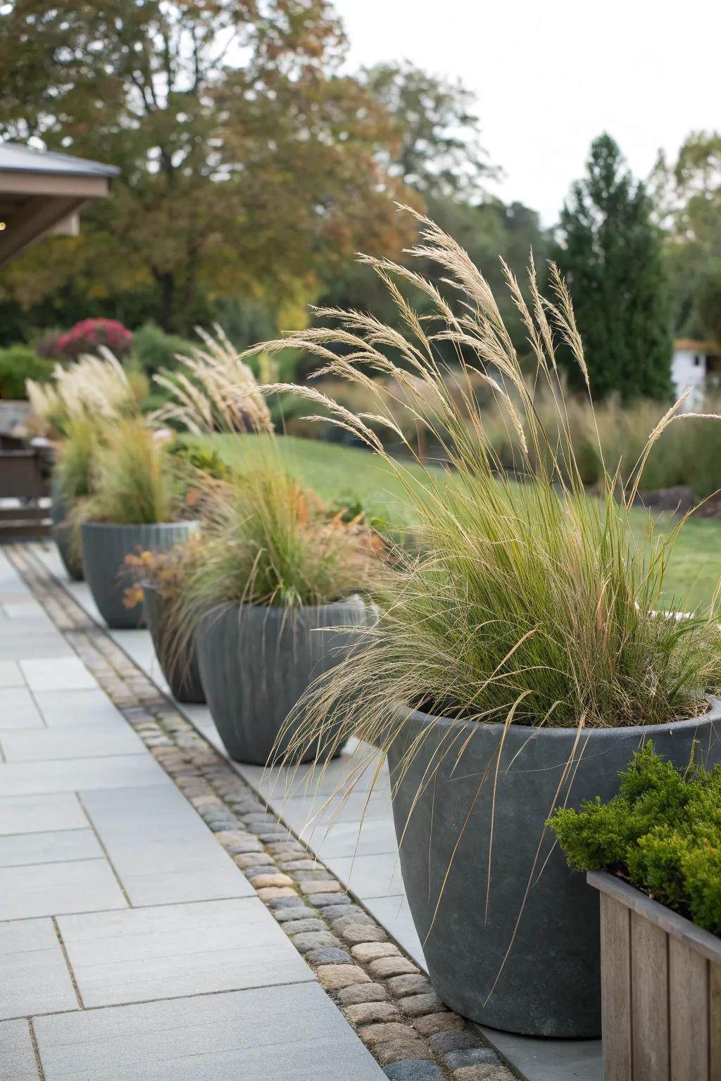 Ornamental grasses in containers enhance patio spaces.