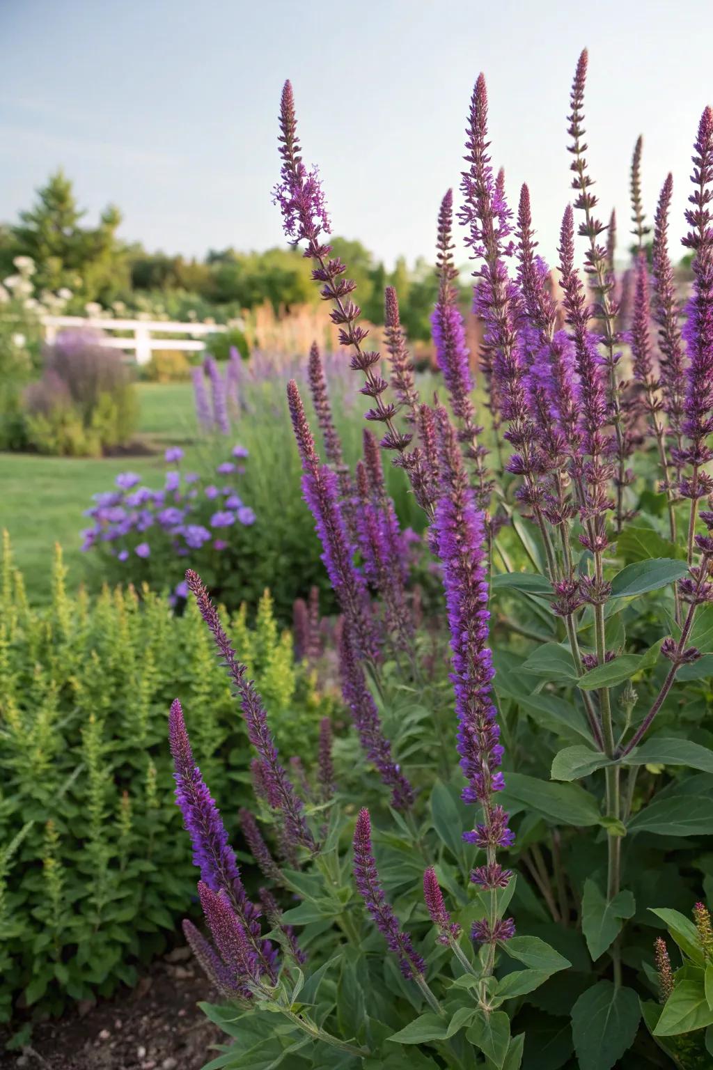 Salvia's bold spikes create a striking contrast with butterfly bush.