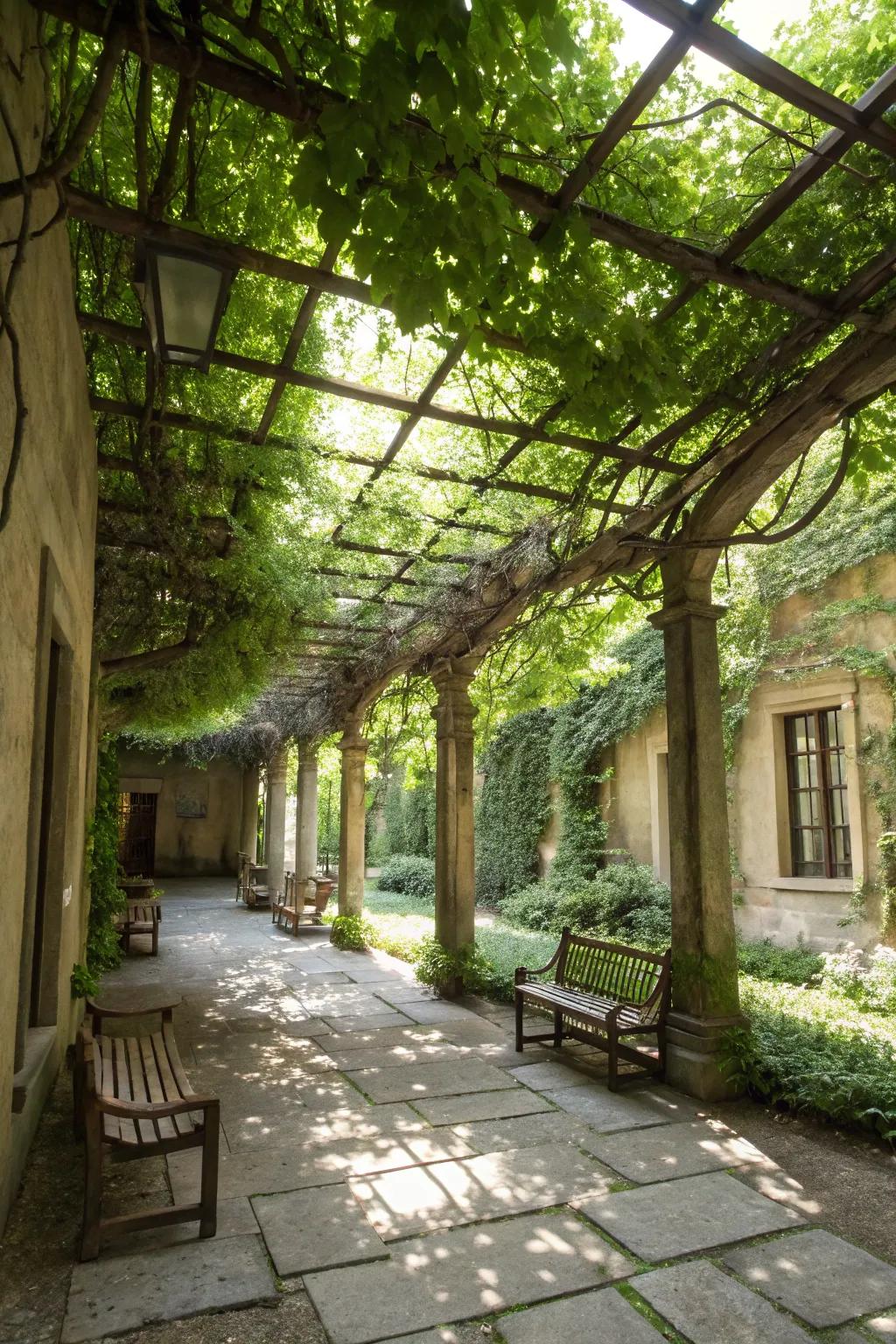 Climbing plants create a lush and shaded courtyard ambiance.