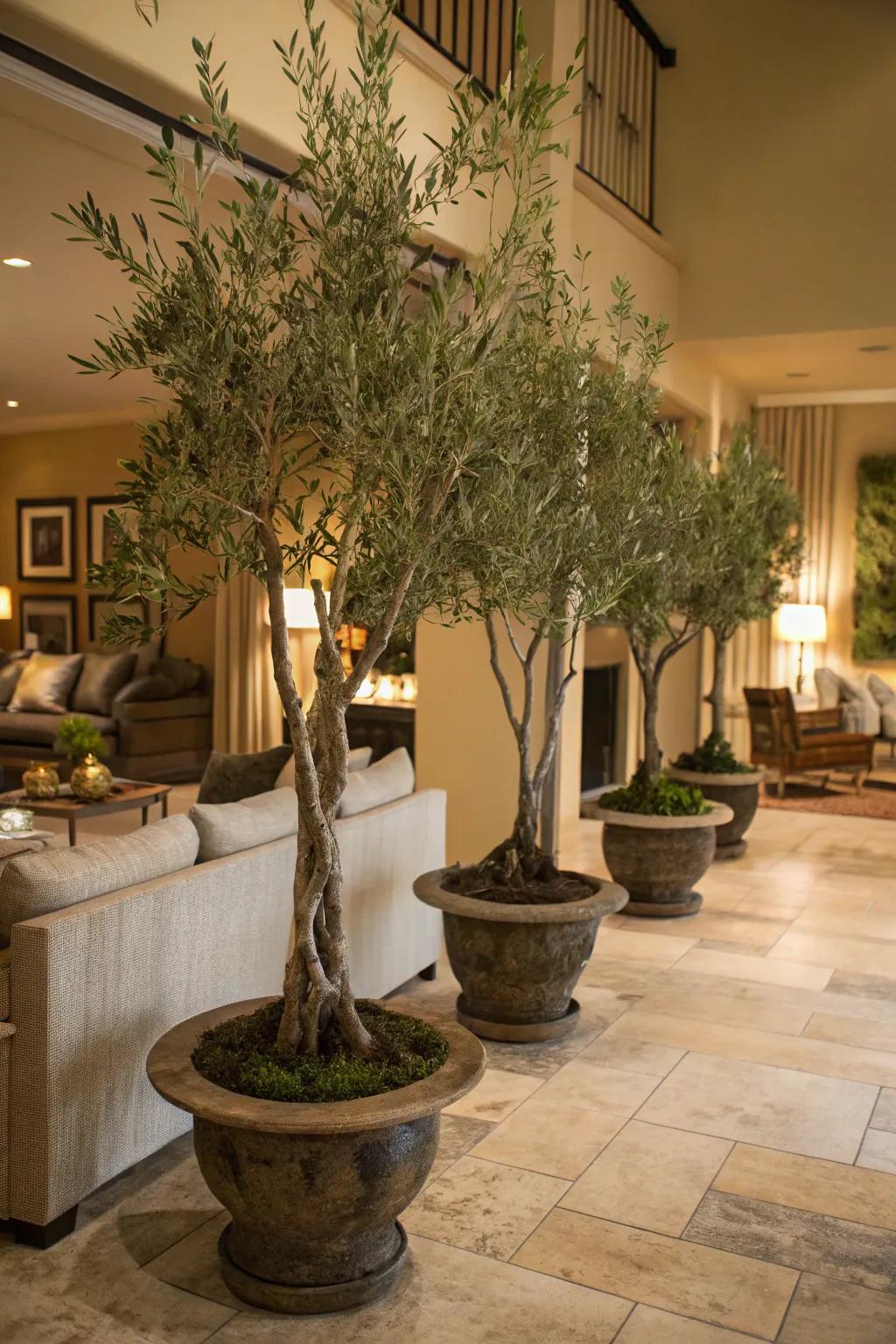 Use layered heights to enhance your decor with faux olive trees.