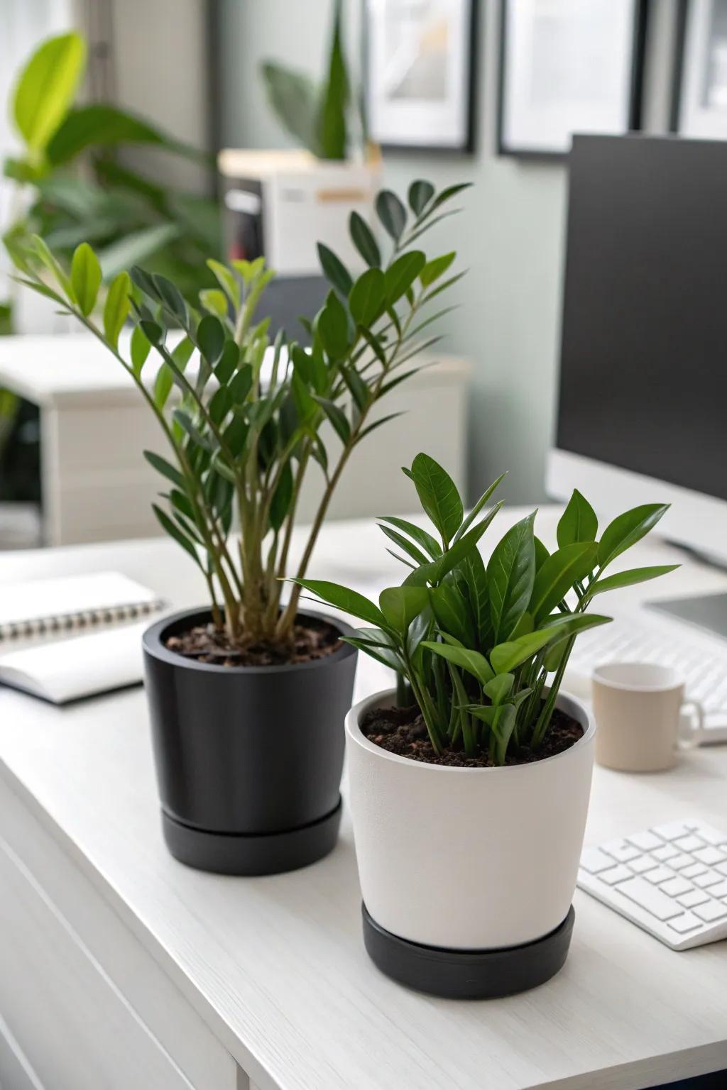 Achieve refinement using monochrome plant displays.