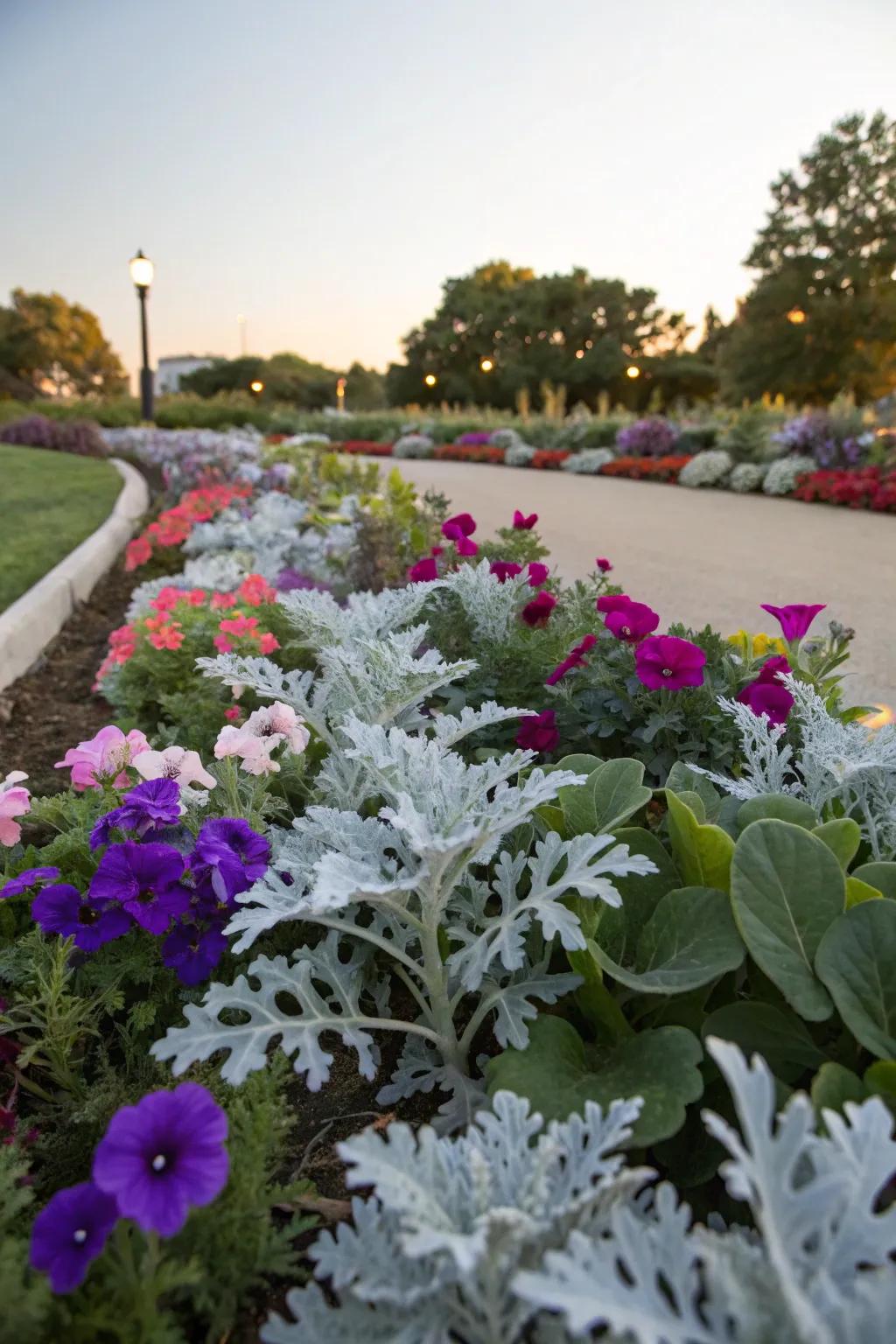 Dusty Miller's silvery leaves offer a cool contrast to vibrant petunias.